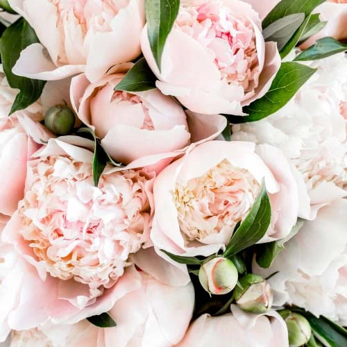 Bouquet de pivoines rose pâle