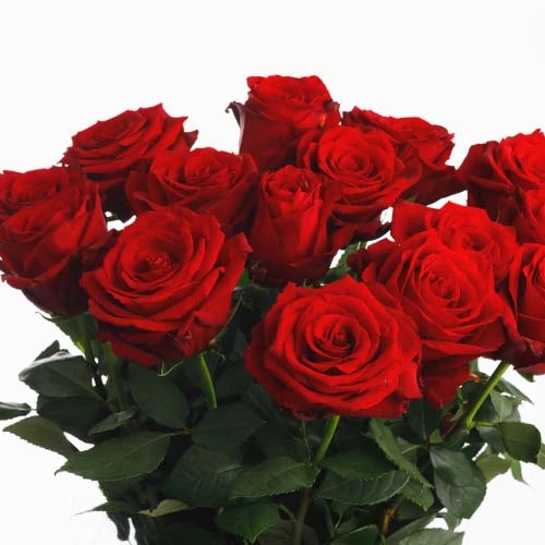 Bouquet 15 roses